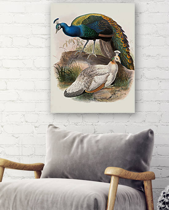 Pavo nigripennis. 1872 by IStockHistory com