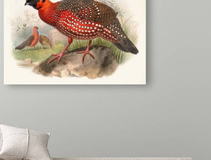 Ceriornis satyra. 1872 by IStockHistory com