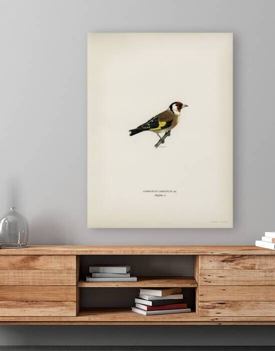 European Goldfinch Carduelis carduelis by IStockHistory com