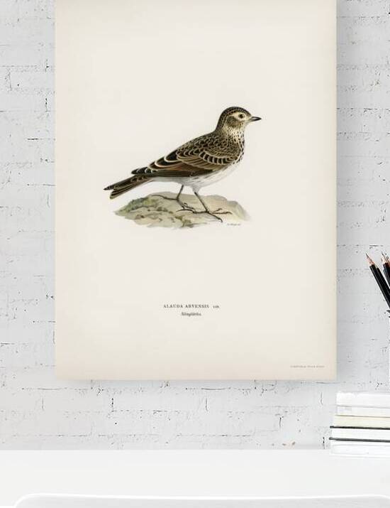 Eurasian skylark Alauda arvensis by IStockHistory com