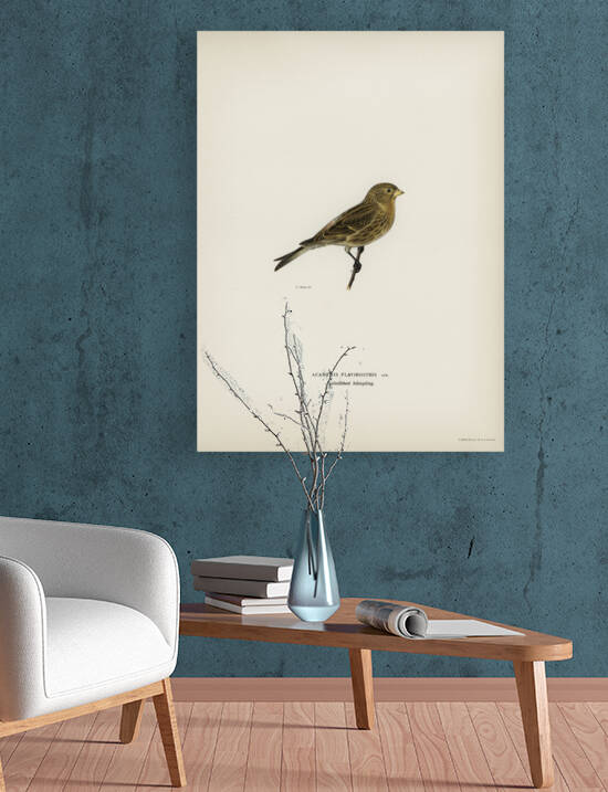 Twite Acanthis flavirostris by IStockHistory com