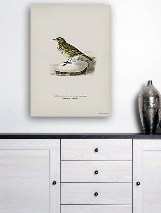 Water pipit Anthus spinoletta rupestris by IStockHistory com