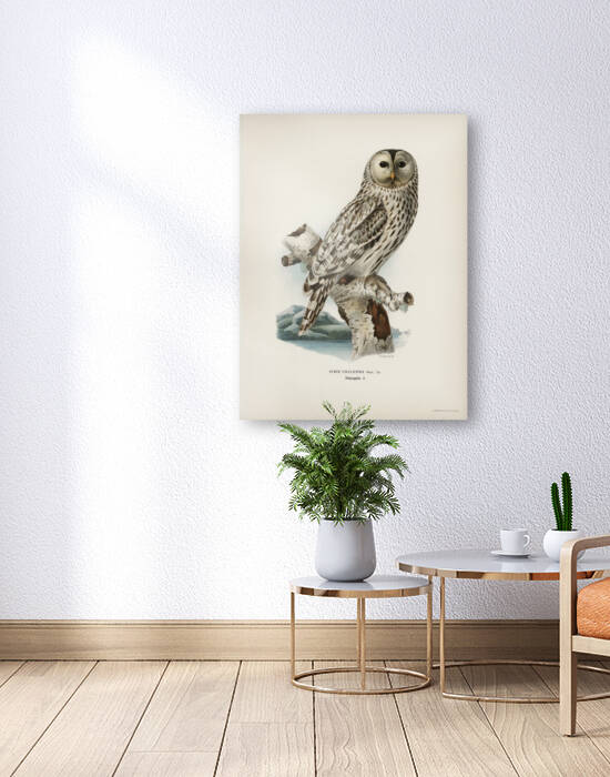 Strix uralensis ♀ by IStockHistory com
