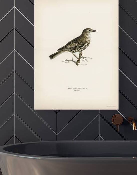 Somateria mollissima by IStockHistory com
