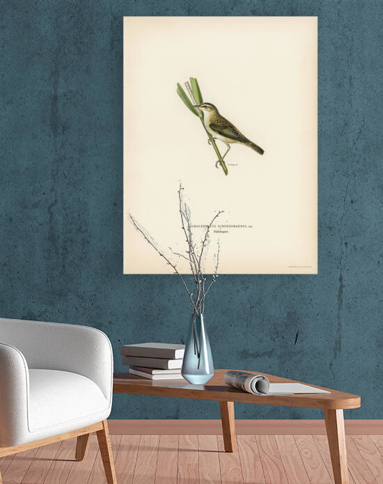 Sedge warbler Acrocephalus schoenobaenus by IStockHistory com