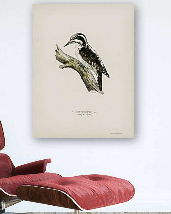 Three-toed woodpecker Picoides Tridactylus by IStockHistory com