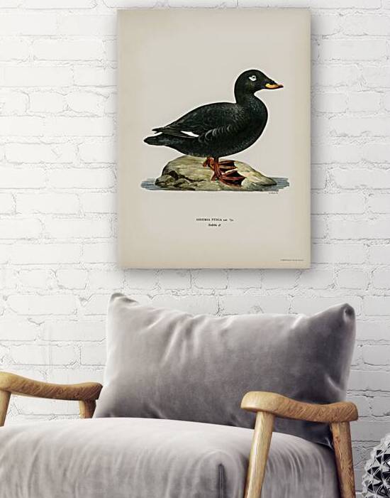 Velvet Scoter male Oidemia fusca by IStockHistory com