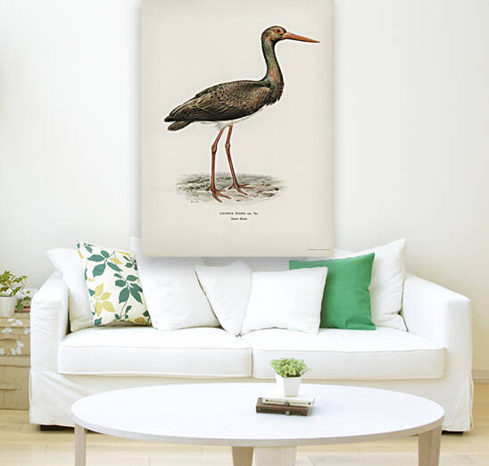 Black Stork Ciconia nigra by IStockHistory com