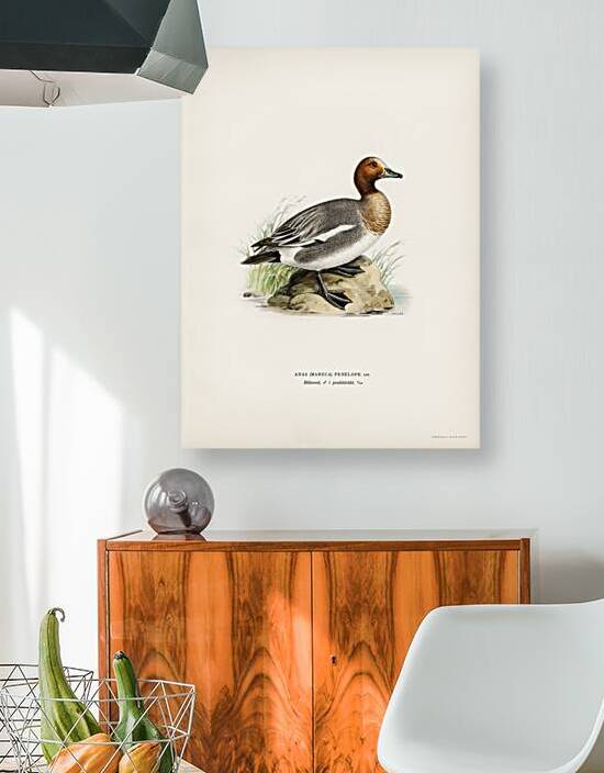 Eurasian wigeon Anasmereca penelope. by IStockHistory com