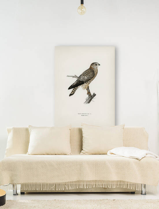 Merlin female Falco aesalon by IStockHistory com