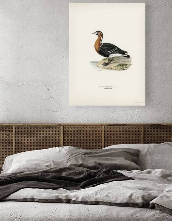 Red-breasted Goose Branta ruficollis by IStockHistory com