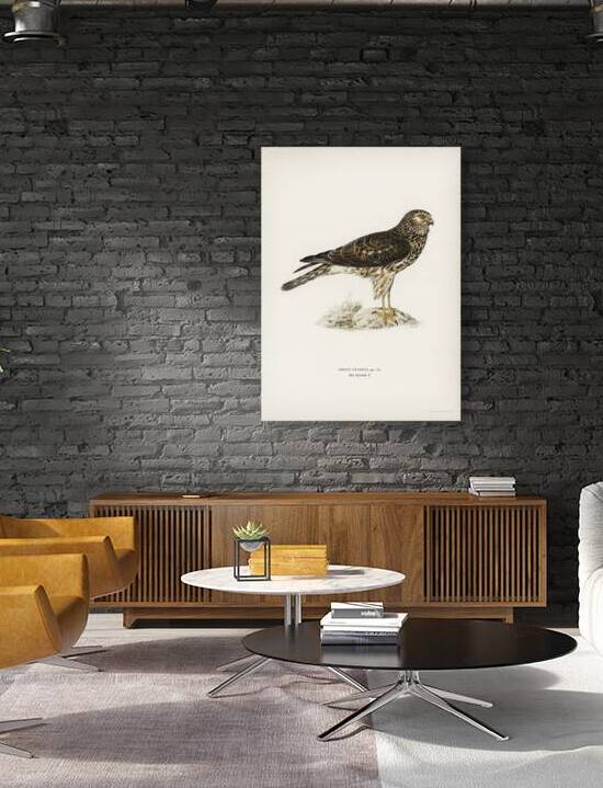 Hen Harrier female Circus cyaneus by IStockHistory com