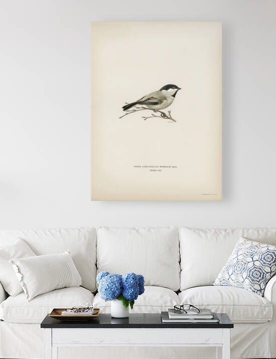 Black-capped chickadee Parus atricapillus by IStockHistory com