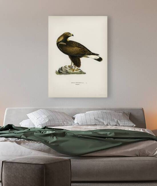 Golden Eagle Aquila chrysaetos by IStockHistory com
