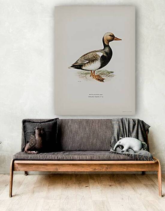 Red-crested Pochard Netta rufina by IStockHistory com