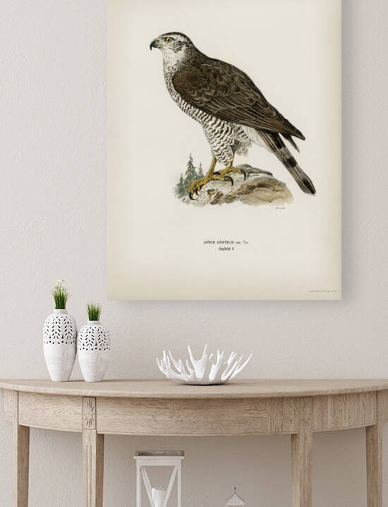 Goshawk female Accipiter gentilis by IStockHistory com