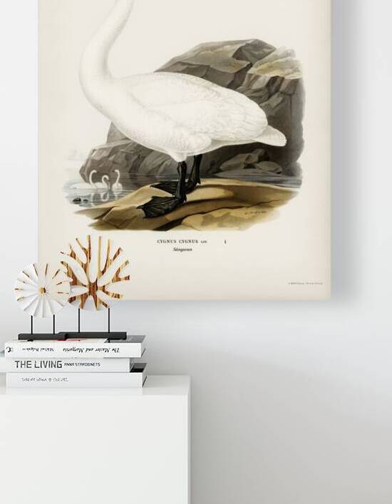 Whooper Swan Cygnus cygnus by IStockHistory com