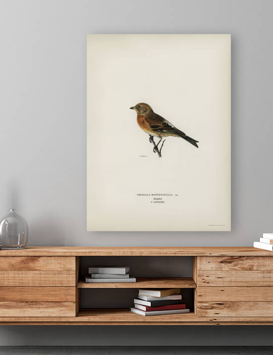 Brambling Fringilla montifringilla by IStockHistory com