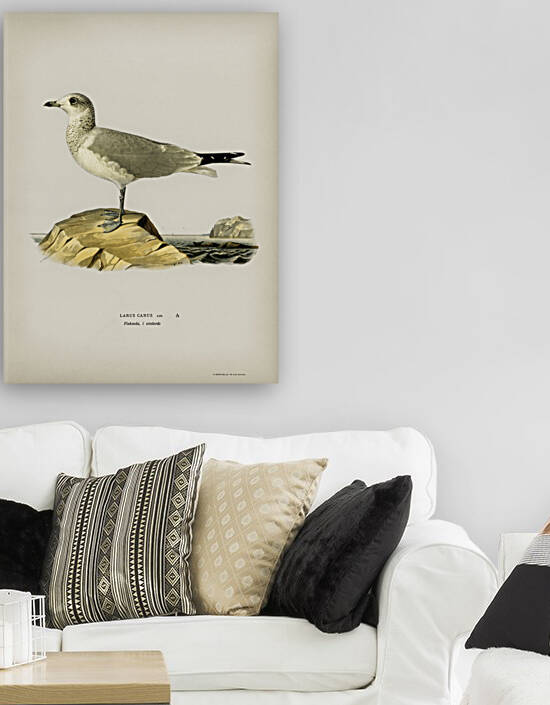 Common gull Larus canus by IStockHistory com