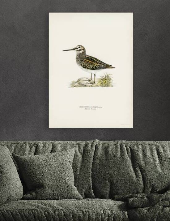 Jack snipe Lymnocryptes minimus by IStockHistory com