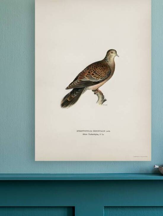 Oriental turtle dove ♀ Streptopelia orientalis by IStockHistory com