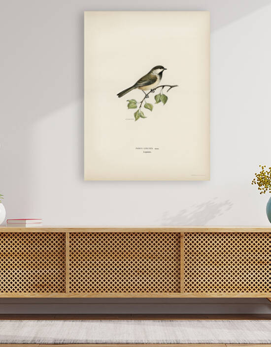Temminck&39s Stint tringa temminckii by IStockHistory com