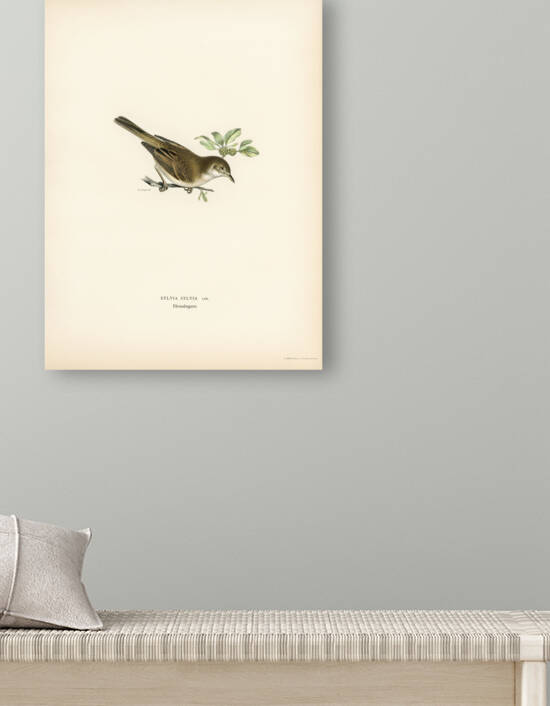 Common whitethroat Sylvia communis Reproduction