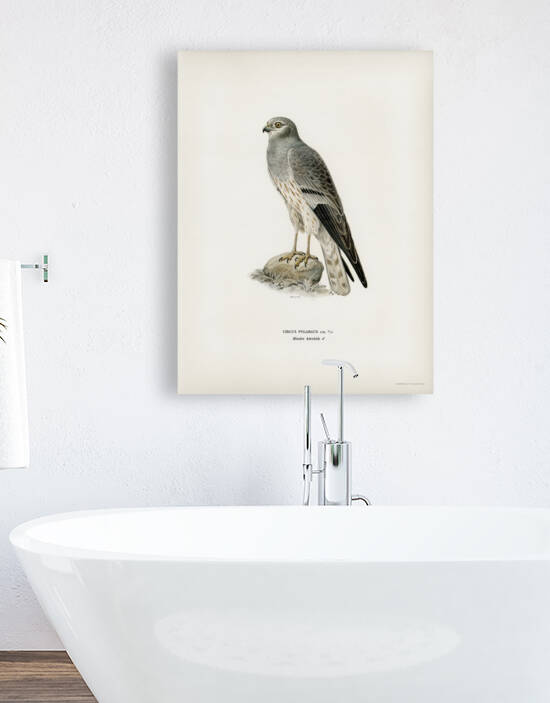 Montagu&39s Harrier male Circus pygargus by IStockHistory com