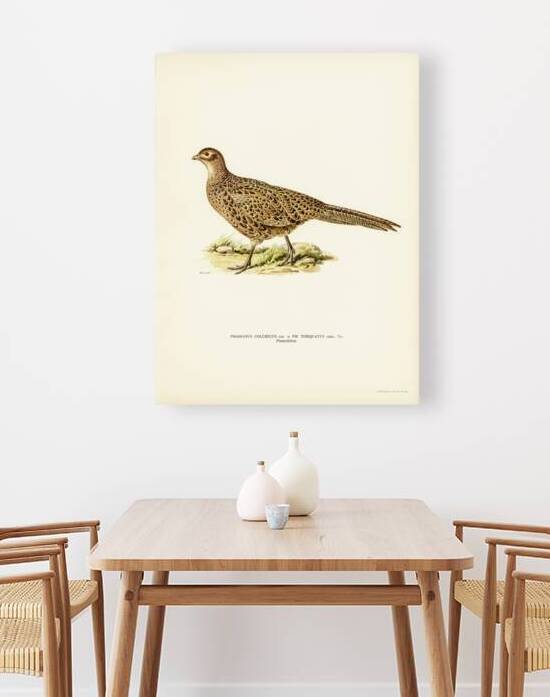 Pheasant Phasianus Colchicus by IStockHistory com