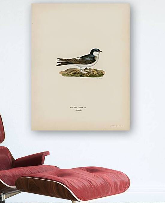 Hirundo Urbica by IStockHistory com