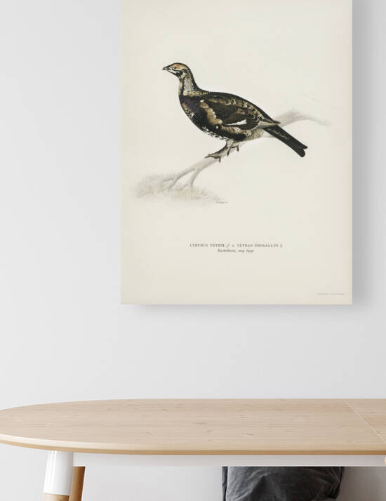 Hybrid between Black grouse and Willow ptarmigan Yrurus tetrix x lagopus lagopus by IStockHistory com