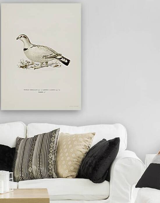 Hybrid between Western capercaillie and Willow ptarmigan Tetrao urogallus x lagopus lagopus by IStockHistory com