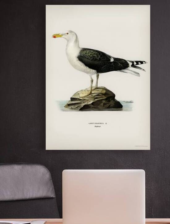 Great black-backed gull Larus Marinus by IStockHistory com