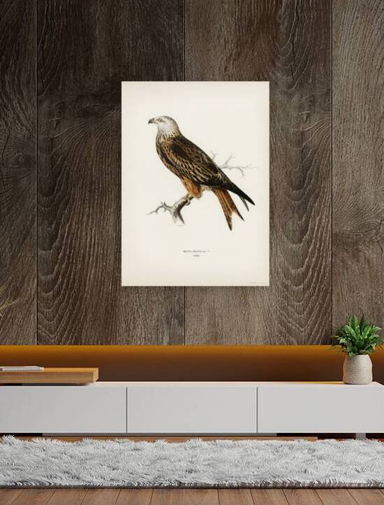 Red Kite Milvus milvus by IStockHistory com