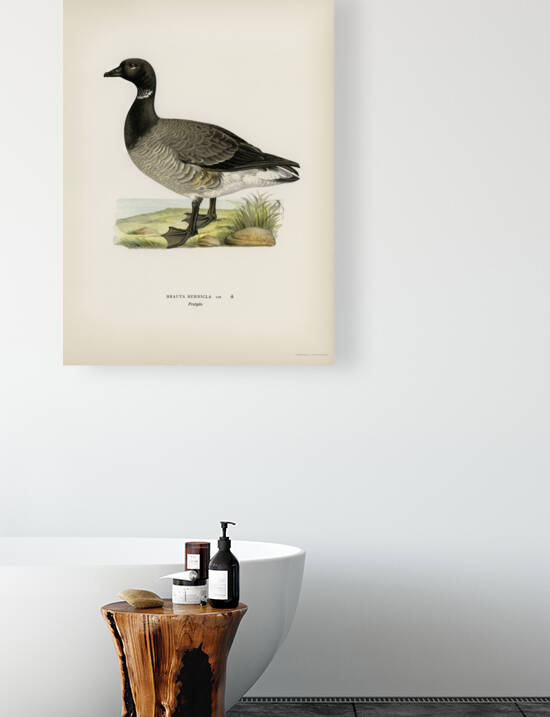 Brant Goose Branta bernicla by IStockHistory com