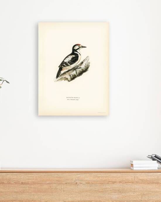 Great spotted woodpecker Dendrocopos major by IStockHistory com