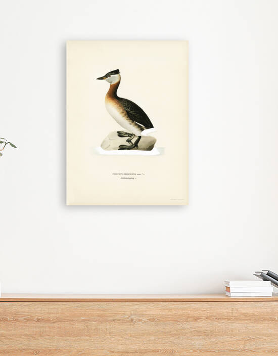 Red-necked grebe male Odiceps grisegena by IStockHistory com