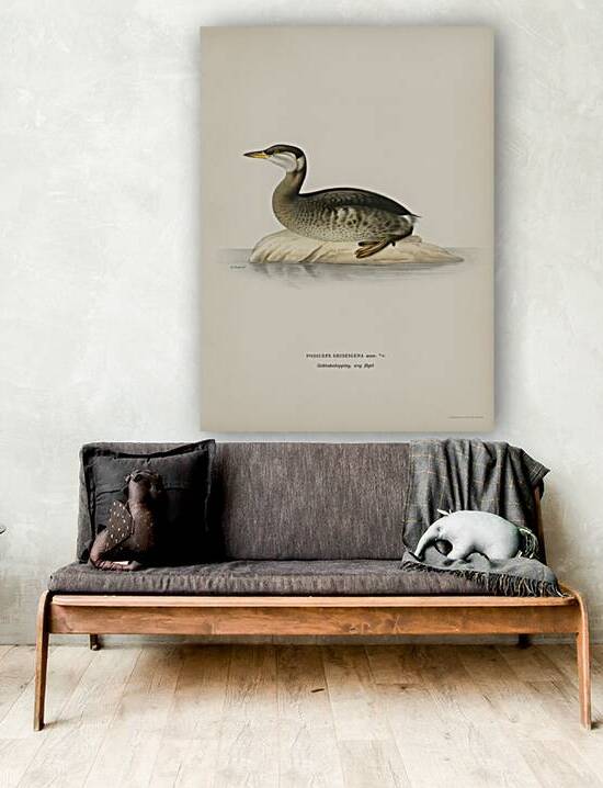 Young red-necked grebe Podiceps grisegena by IStockHistory com