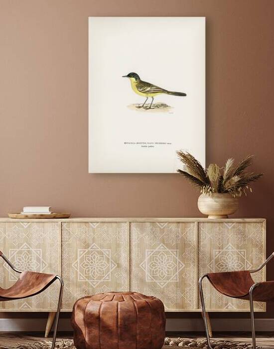 Grey-headed Wagtail MOTACILLA BUDYTES FLAVA THUNBERGI by IStockHistory com