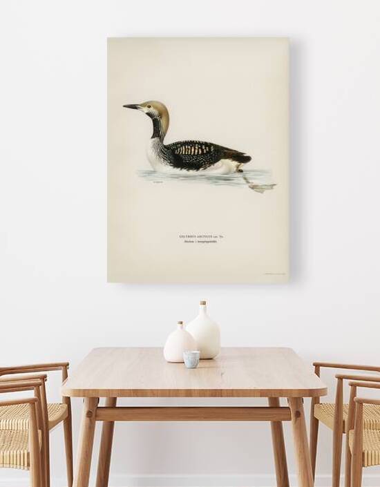 Black-throated loon Colymbus arcticus by IStockHistory com