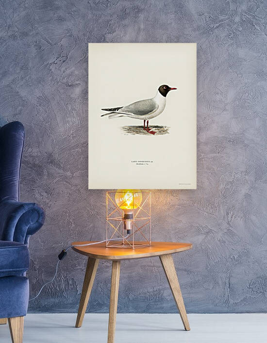 Black-headed gull ♂ Larus ridibundus by IStockHistory com