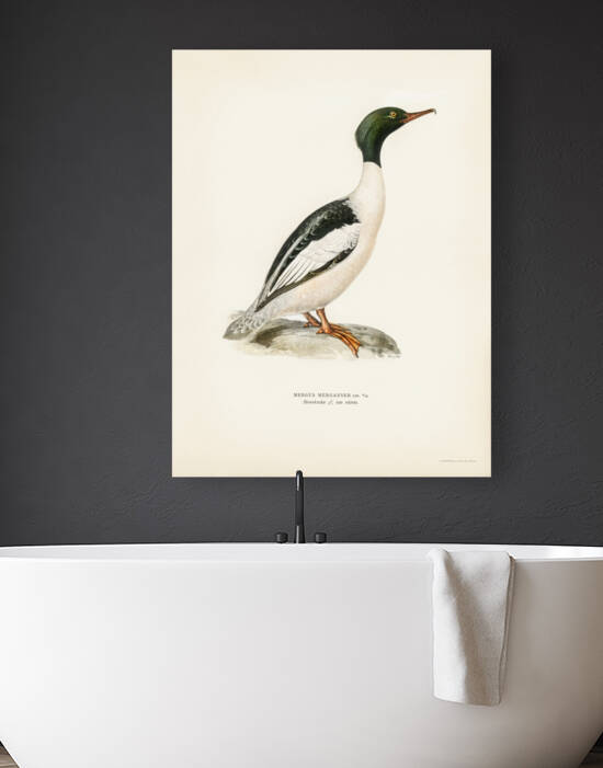 Common merganser Goosander-in spring male Mergus merganser by IStockHistory com