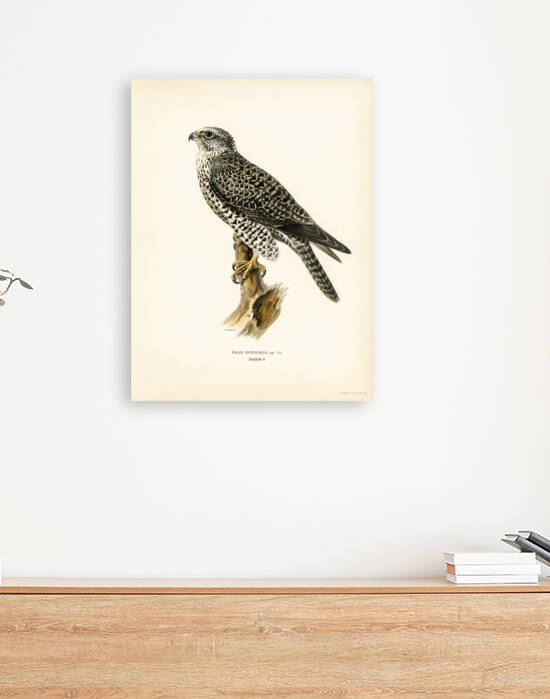 Gyrfalcon Gyr Falcon male Falco rusticolus by IStockHistory com
