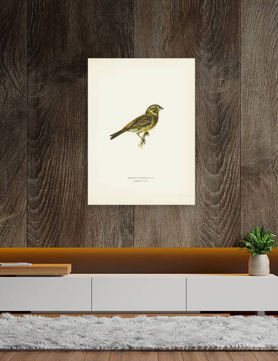 Yellowhammer female Emberiza citrinella by IStockHistory com