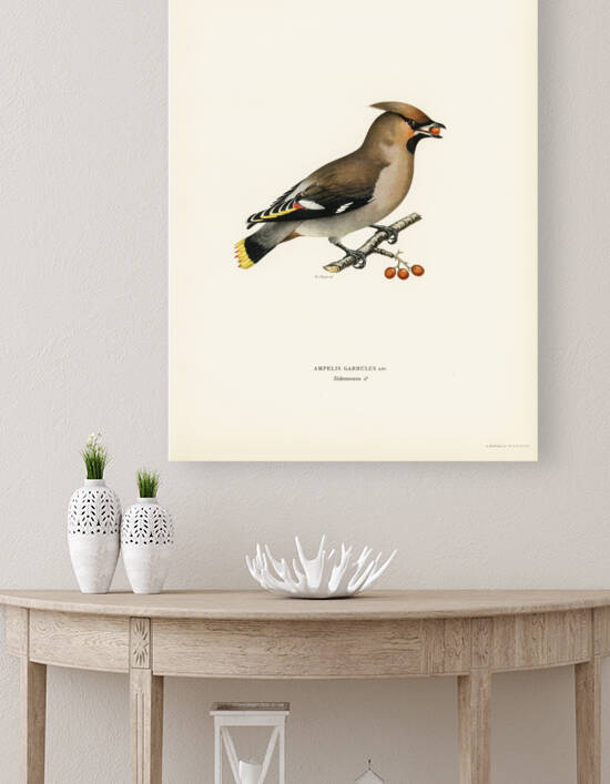 Bohemian Waxwing Ampelis garrulus by IStockHistory com