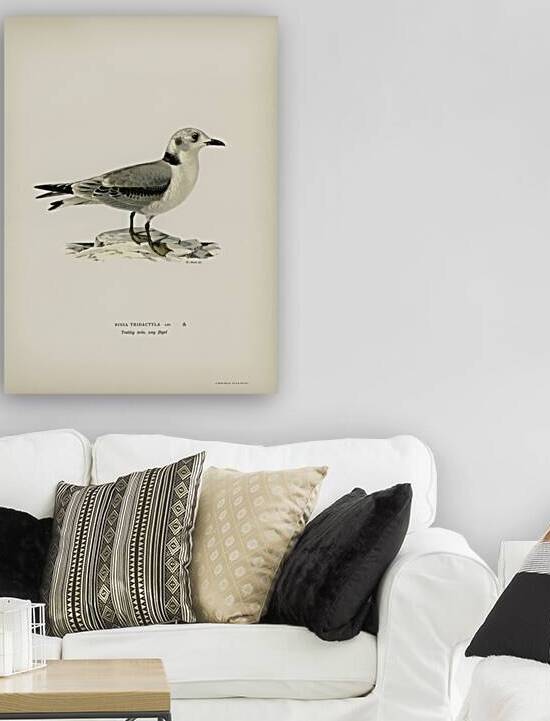Black-legged kittiwake Rissa Tridactyla by IStockHistory com