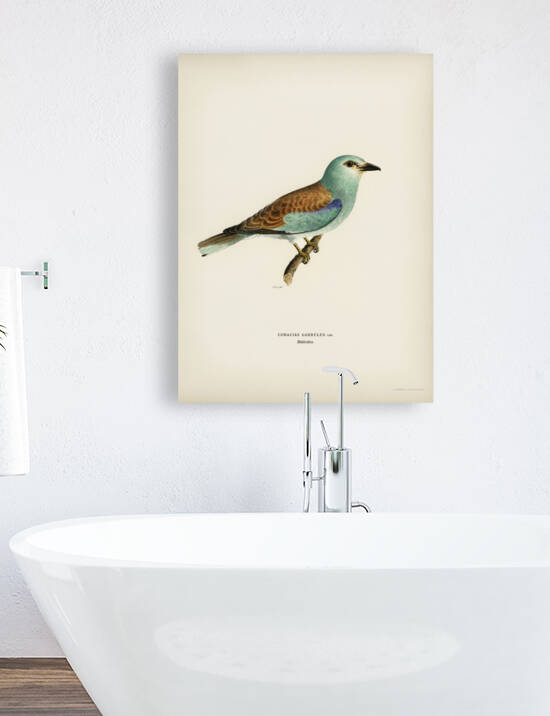 European roller CORACIAS GARRULUS by IStockHistory com