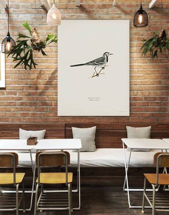 Pied Wagtail Motacilla alba by IStockHistory com
