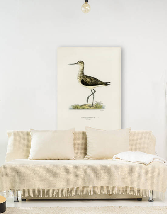 Greenshank Totanus Littoreus by IStockHistory com