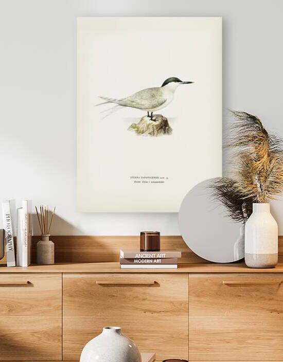 Sandwich tern Sterna sandvicensis by IStockHistory com